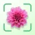 Plant Identifier - FREE of ads