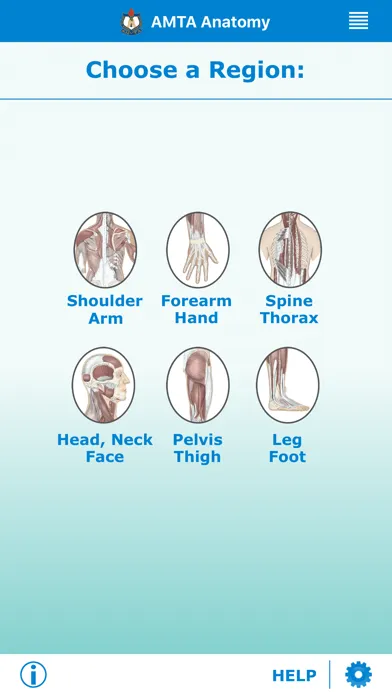 Capturas de pantalla de AMTA Massage Anatomy Guide