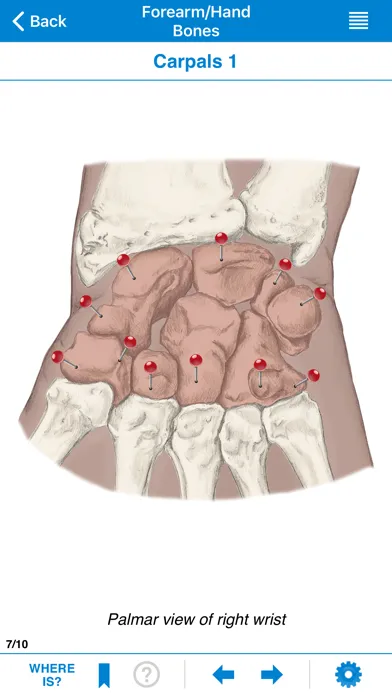 Capturas de pantalla de AMTA Massage Anatomy Guide
