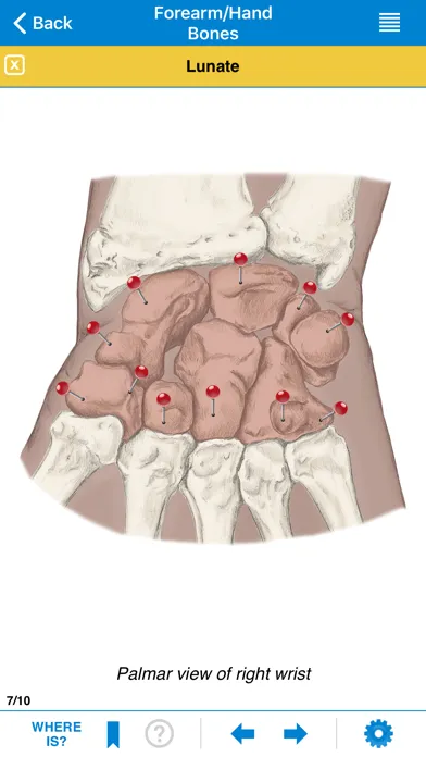Capturas de pantalla de AMTA Massage Anatomy Guide