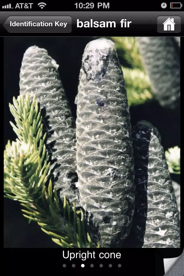 Capturas de tela do Key to Woody Plants of Wisconsin Forests