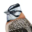Aves argentinas Aves argentinas