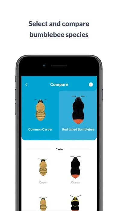 What’s that bumblebee Screenshots