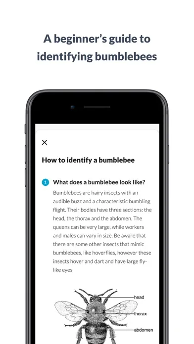 What’s that bumblebee Screenshots