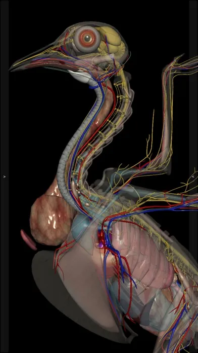3D Bird Anatomy Screenshots