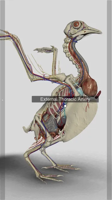 3D Bird Anatomy Screenshots