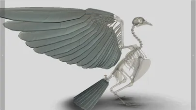 3D Bird Anatomy Screenshots