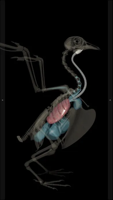3D Bird Anatomy Screenshots