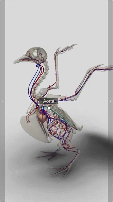 3D Bird Anatomy Screenshots