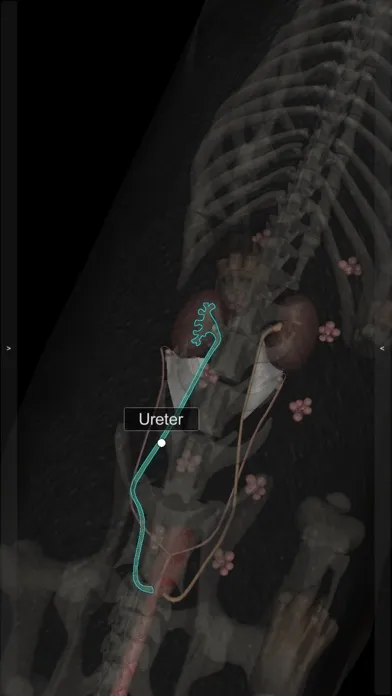 ภาพหน้าจอของ 3D Canine Anatomy