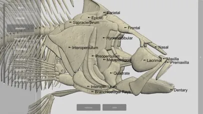 Tangkapan skrin 3D Fish Anatomy