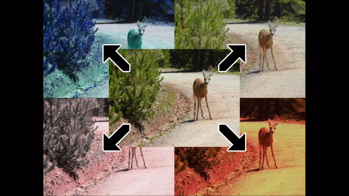 Tangkapan skrin Chameleon Color