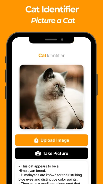 Cat Breed Identifier! スクリーンショット