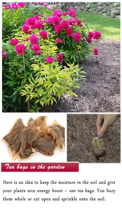 DIY Gardening Tips 스크린샷