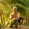 Coconut Plantation