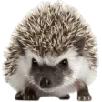 Hedgehog