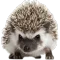 Hedgehog