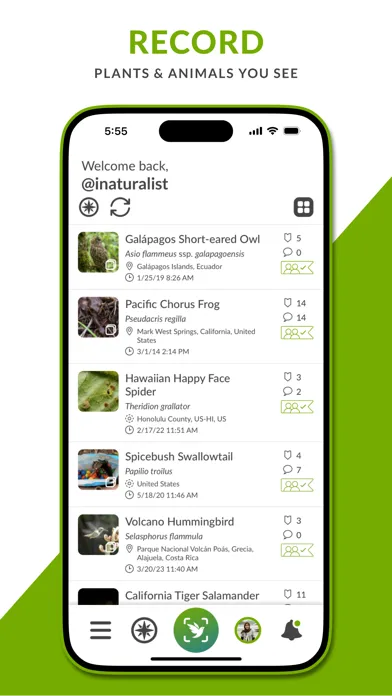 iNaturalist Next Screenshots