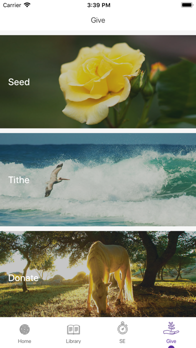 صور MSIA - Love, Light and Sound