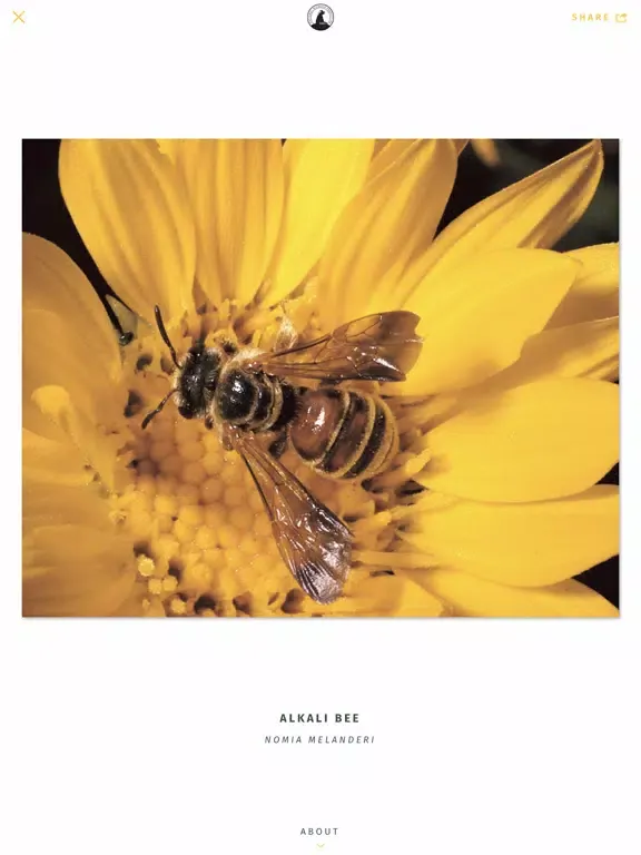 Capturas de pantalla de NWF Guide to Insects & Spiders iPad 