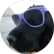 Perla Chat