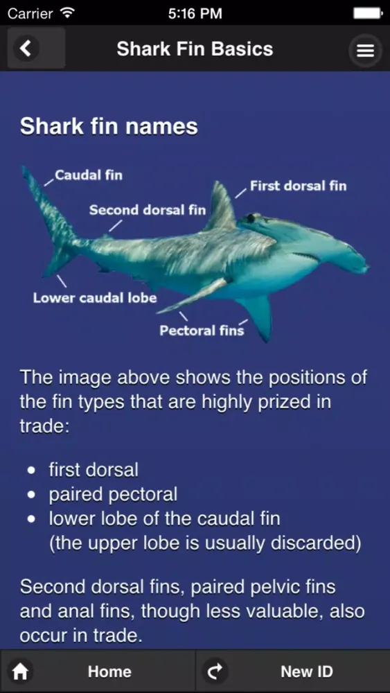 Shark Fin Identifier Screenshots