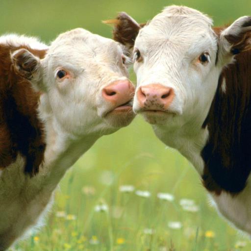 Cows Bulls Cows Bulls