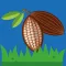 Cacao Piso