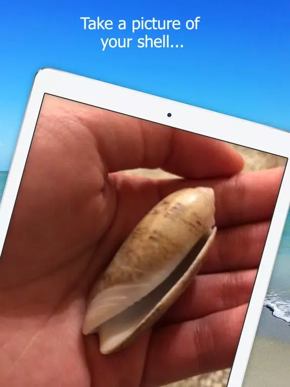 ภาพหน้าจอของ Shell Museum: Identify Shells iPad 