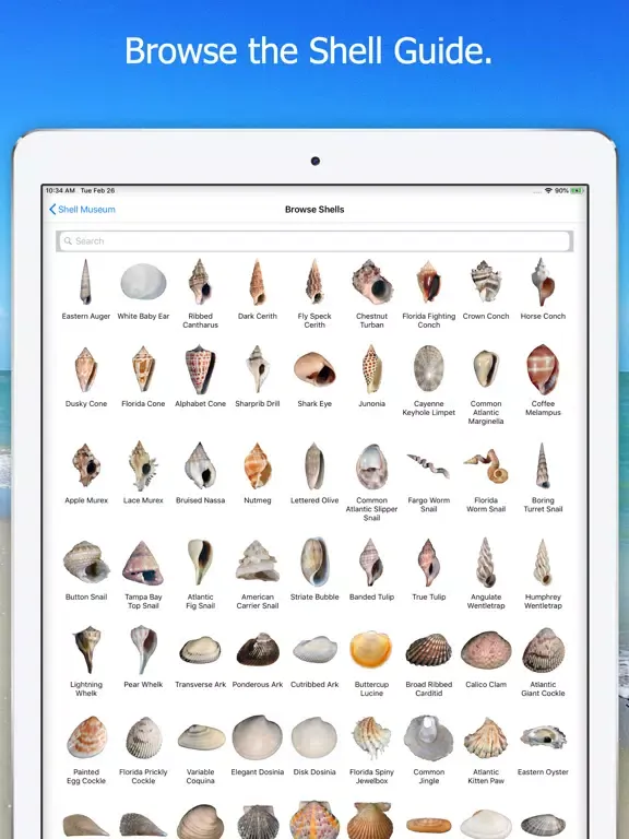 ภาพหน้าจอของ Shell Museum: Identify Shells iPad 