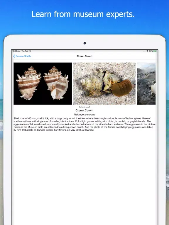 ภาพหน้าจอของ Shell Museum: Identify Shells iPad 