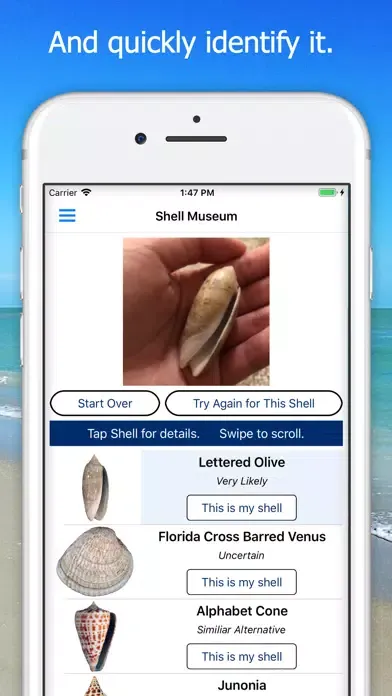 ภาพหน้าจอของ Shell Museum: Identify Shells
