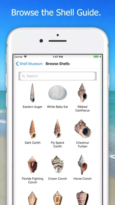 ภาพหน้าจอของ Shell Museum: Identify Shells