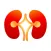 Stone MD: Kidney stones