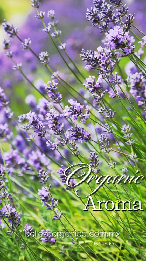 Screenshot di Organic Aroma