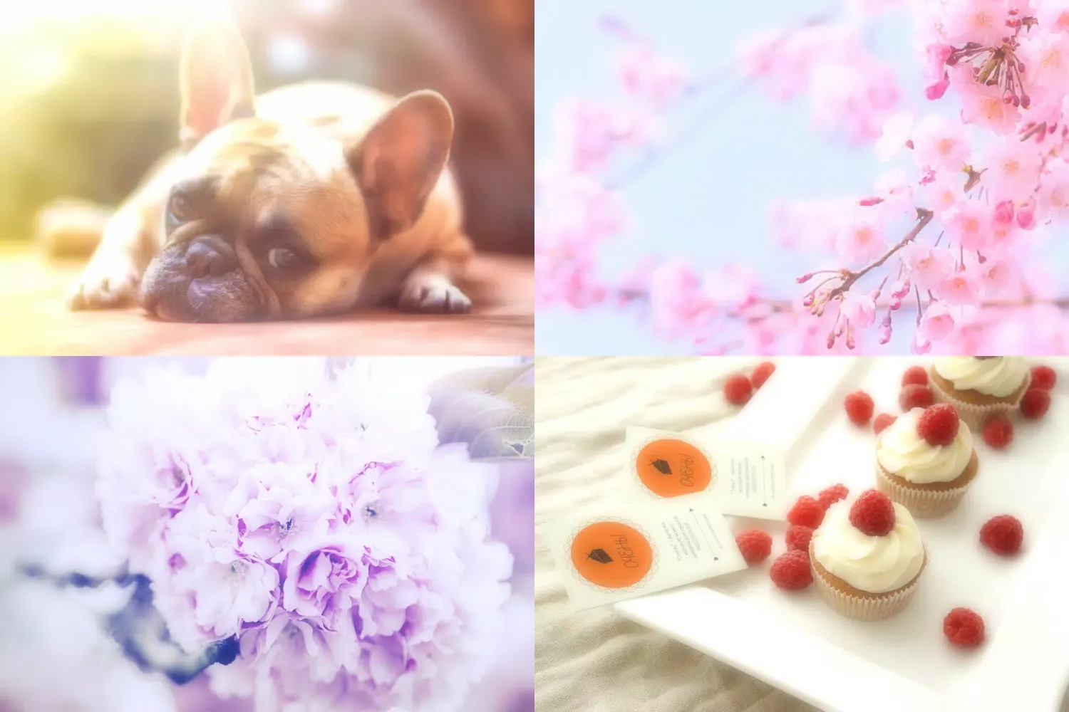 Soft Focus : Soft Photo Fluffy应用截图