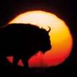 Bison bonasus