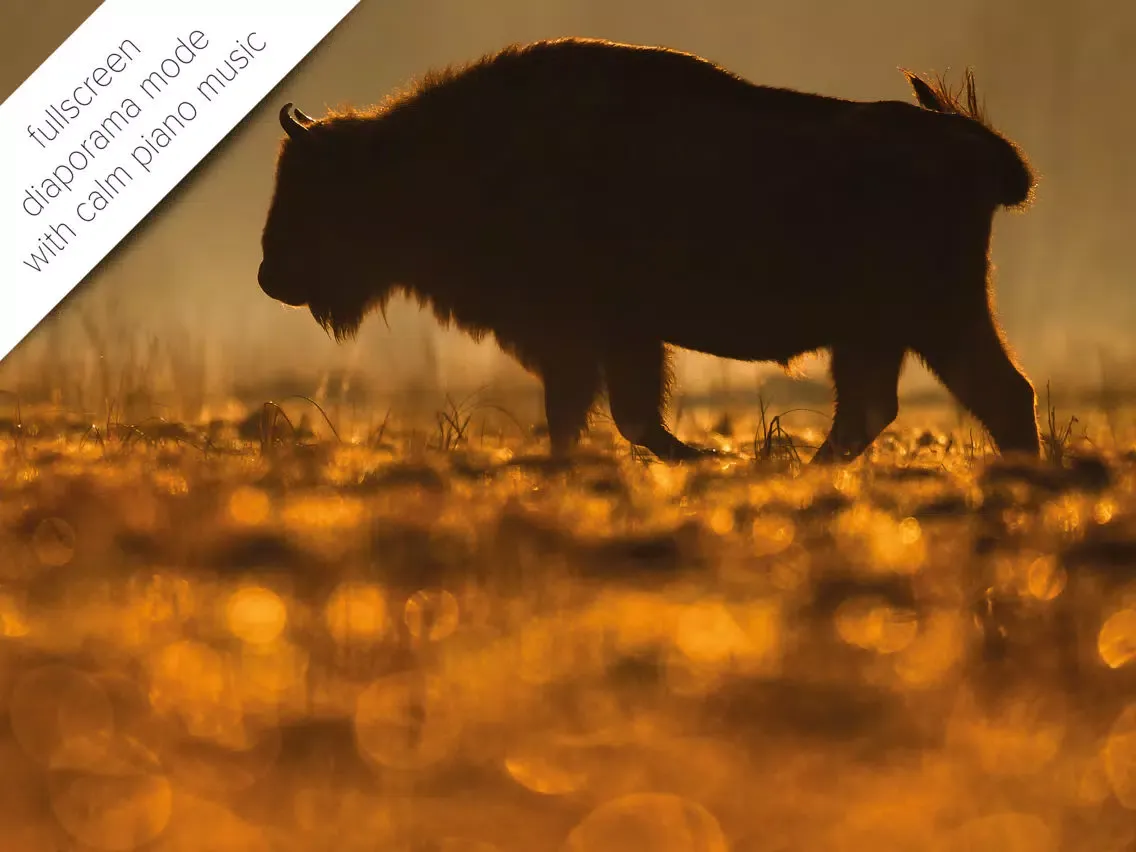 Captures d'écran de Bison bonasus iPad 