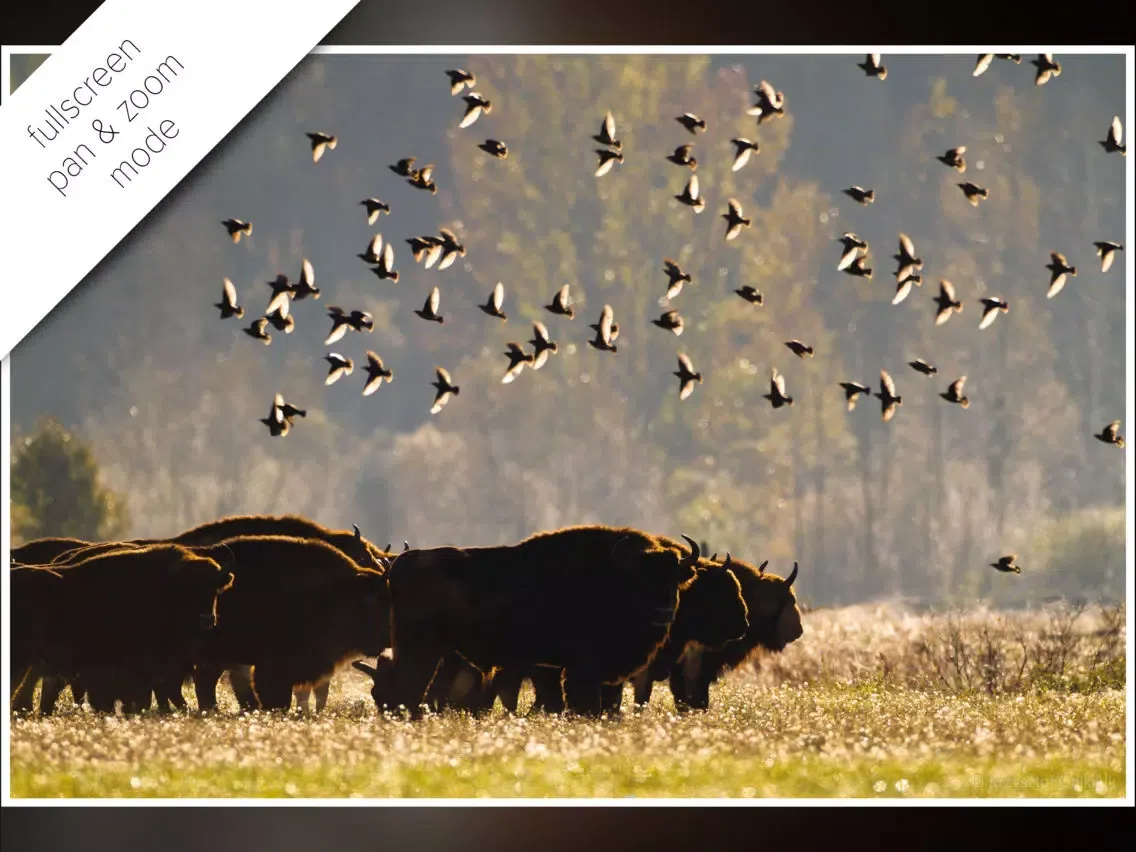 Captures d'écran de Bison bonasus iPad 