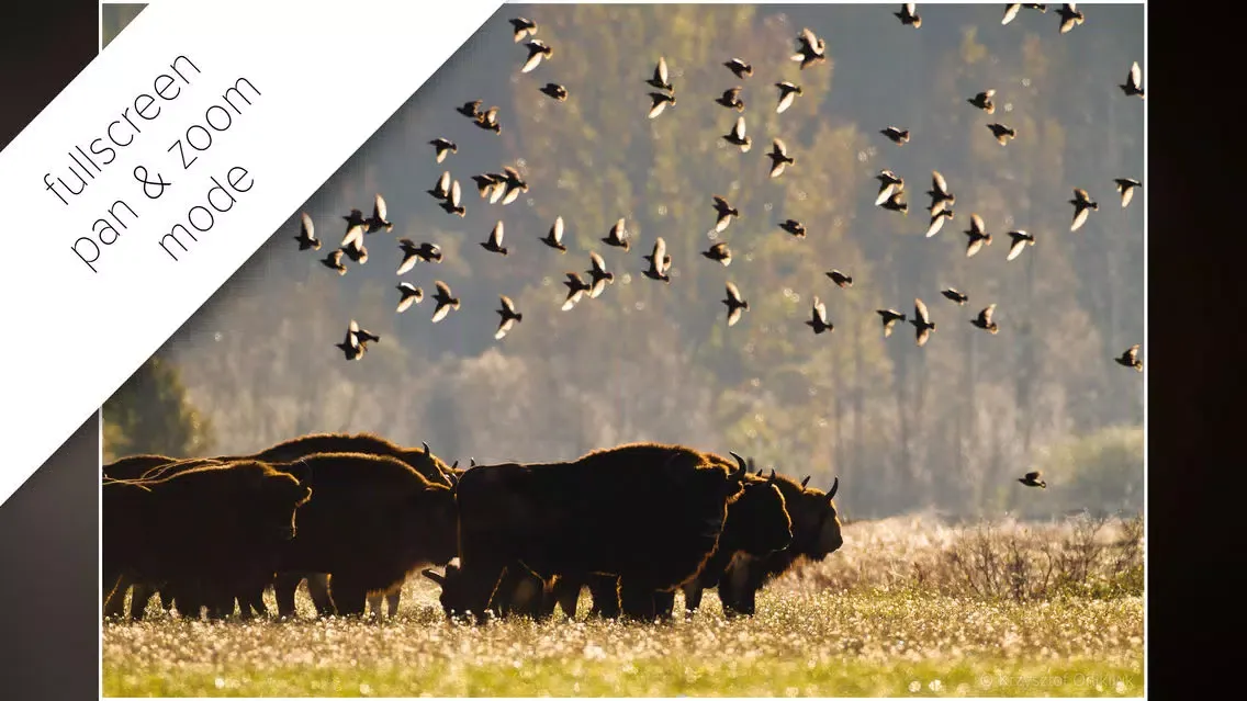 Captures d'écran de Bison bonasus