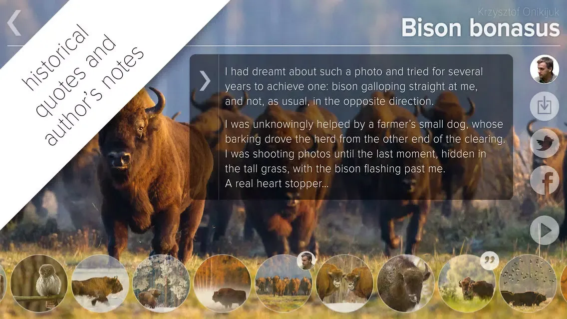 Captures d'écran de Bison bonasus