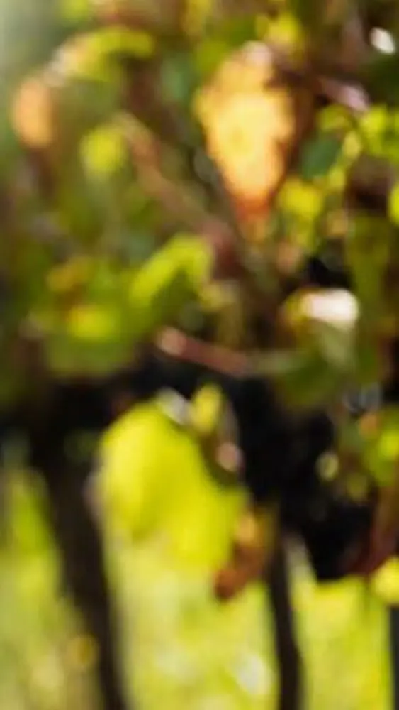 GRAPE CLUB Ekran Görüntüleri