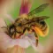 Bee Calculator