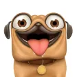 Hulk the Pug