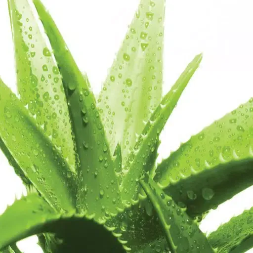 Home remedies for the evils স্ক্রিনশট