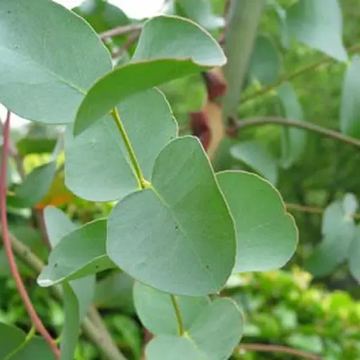 Home remedies for the evils স্ক্রিনশট