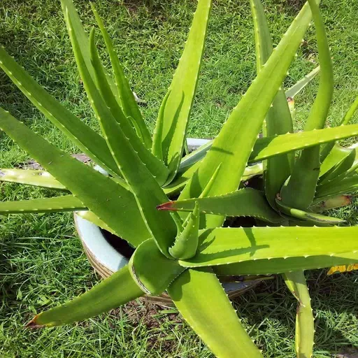 Home remedies for the evils স্ক্রিনশট