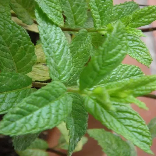 Home remedies for the evils স্ক্রিনশট