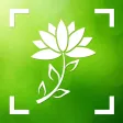 Flower & Plant Identification Flower & Plant Identification