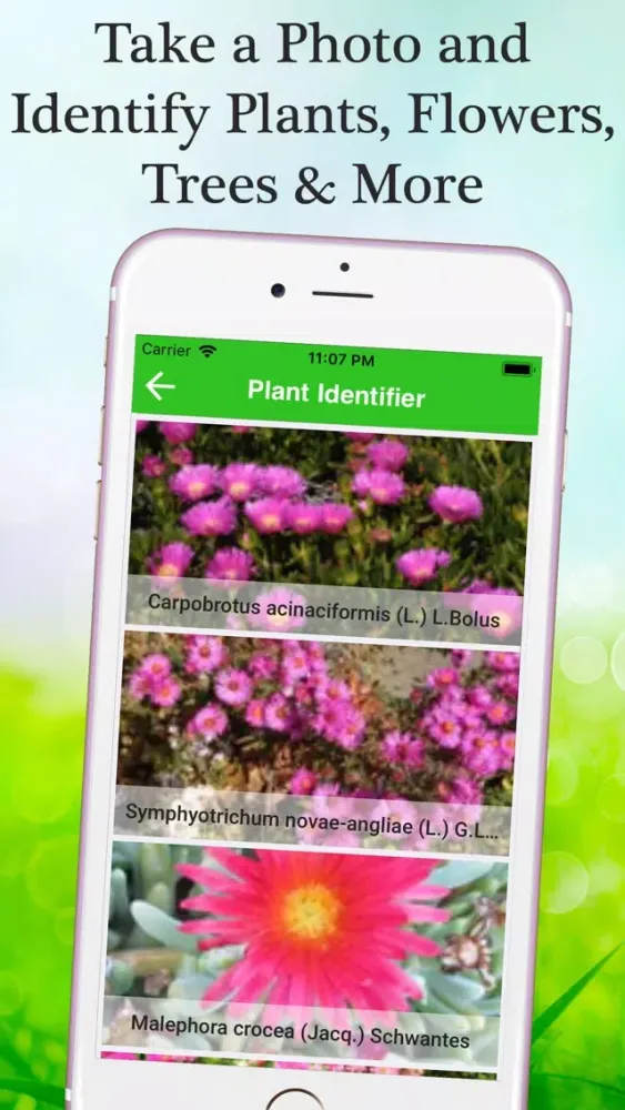 Скриншоты Flower & Plant Identification
